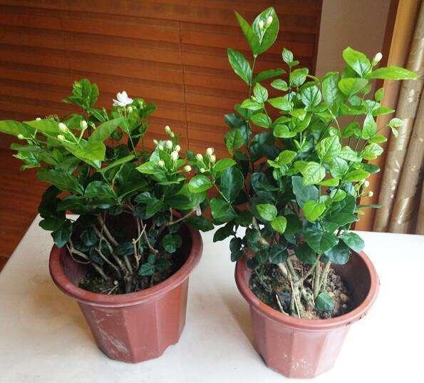 張大爺養花從不施肥，就往盆裏撒斤「零食」，開花旺到攔不住！