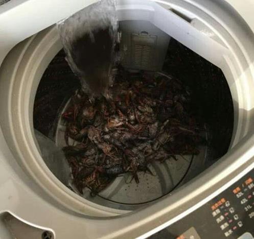 男子買了15斤龍蝦宴請賓客，妻子怕麻煩，靈機一動放洗衣機裡洗，打開後卻哭笑不得！