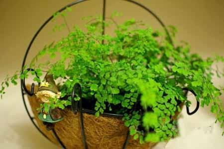 這3種「吸毒草」，二手煙很害怕，養1盆全家人健康