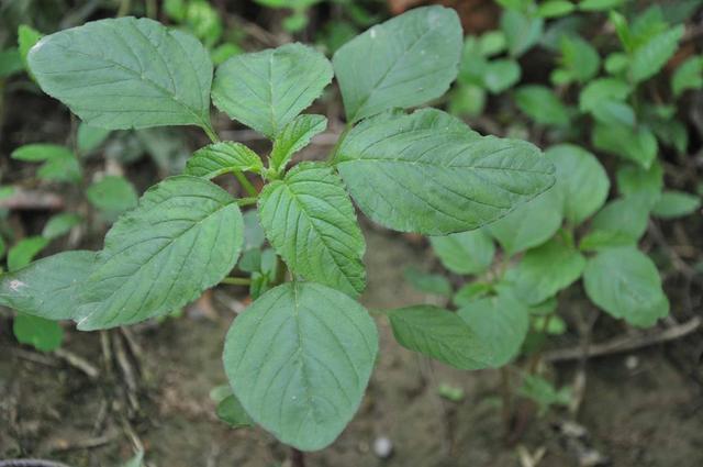 農村這30多種野草野菜，有的讓人厭惡至極，有的卻是餐桌極品