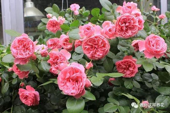 盆裡扔個蛋，一年不用施肥，花肥錢都省了！