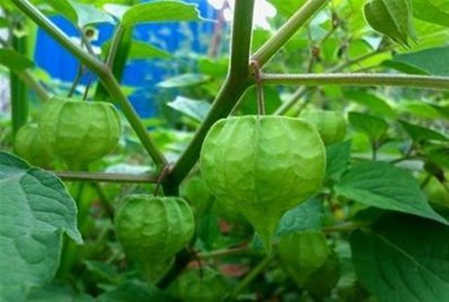 農村這30多種野草野菜，有的讓人厭惡至極，有的卻是餐桌極品