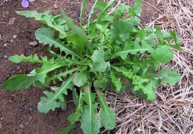 農村這30多種野草野菜，有的讓人厭惡至極，有的卻是餐桌極品
