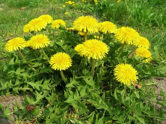 農村這30多種野草野菜，有的讓人厭惡至極，有的卻是餐桌極品