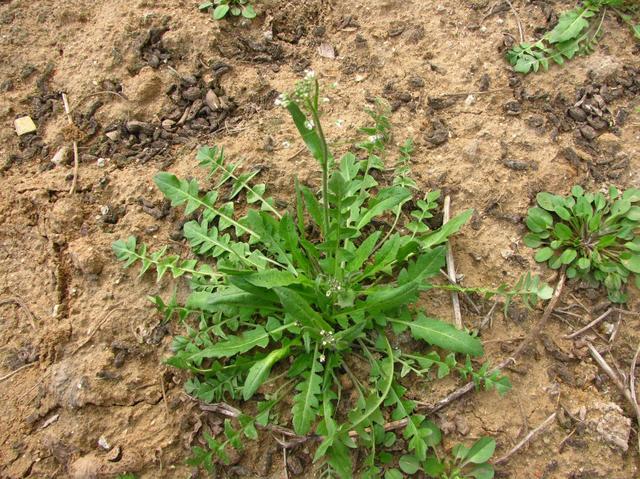 農村這30多種野草野菜，有的讓人厭惡至極，有的卻是餐桌極品