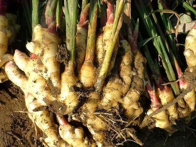 家裡種一碗「生薑」，7天生芽30天變小樹，1棵結出「一大坨」