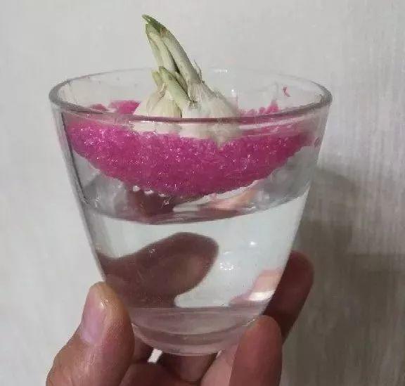 「水果」表麵這層皮，拿來養花真實用，以後別扔了！