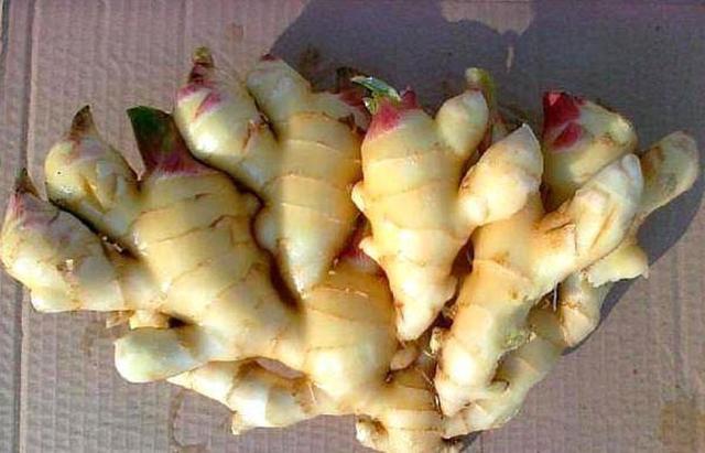 家裡種一碗「生薑」，7天生芽30天變小樹，1棵結出「一大坨」