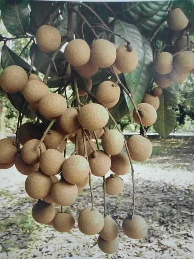 千萬別買錯了！龍眼四大品種，教你區別他們！