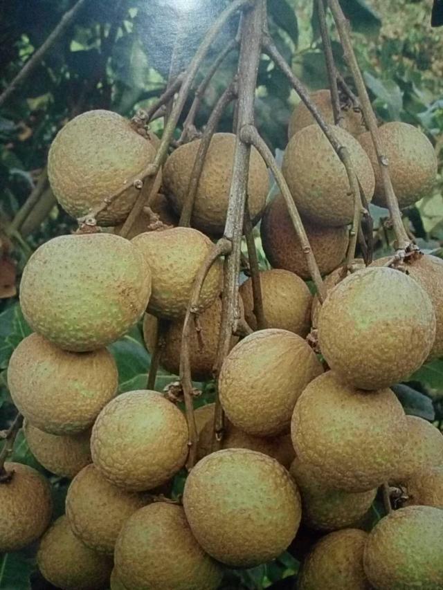 千萬別買錯了！龍眼四大品種，教你區別他們！