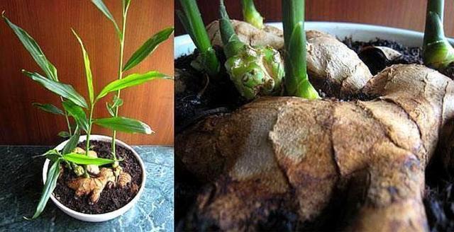 家裡種一碗「生薑」，7天生芽30天變小樹，1棵結出「一大坨」