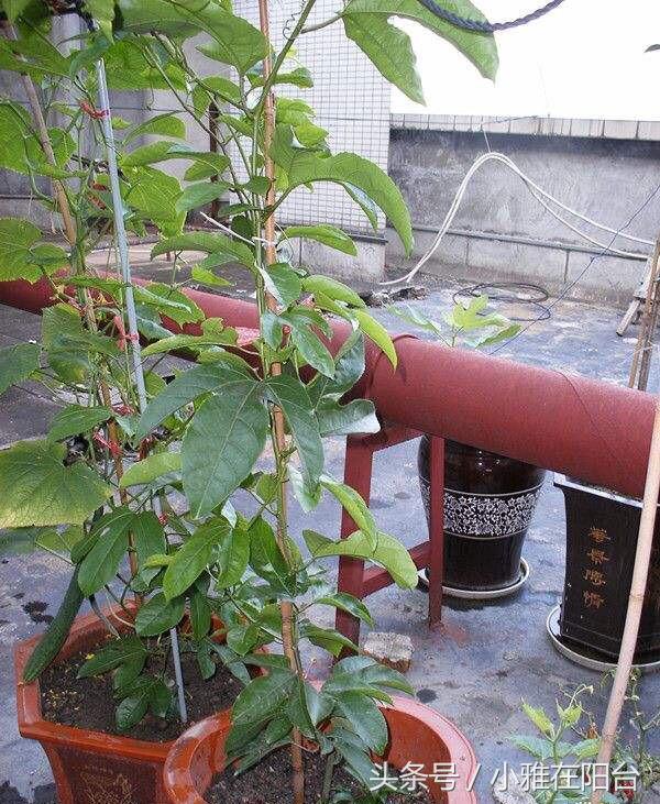 家裡種百香果，只開花不結果，只需一個小方法，十五天就掛果了