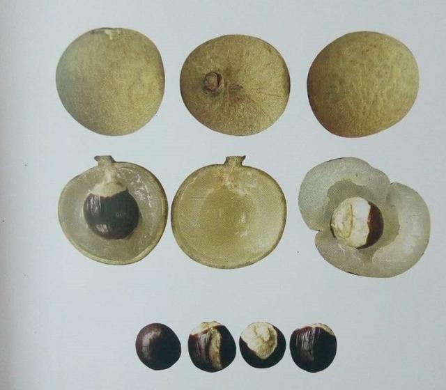 千萬別買錯了！龍眼四大品種，教你區別他們！