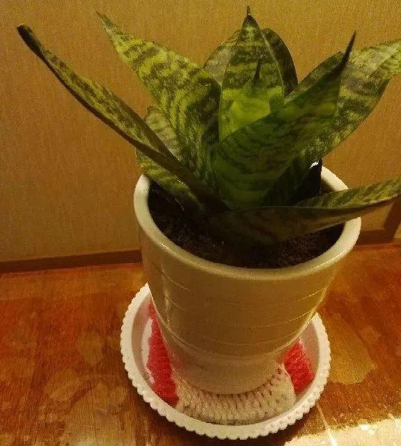 「水果」表麵這層皮，拿來養花真實用，以後別扔了！