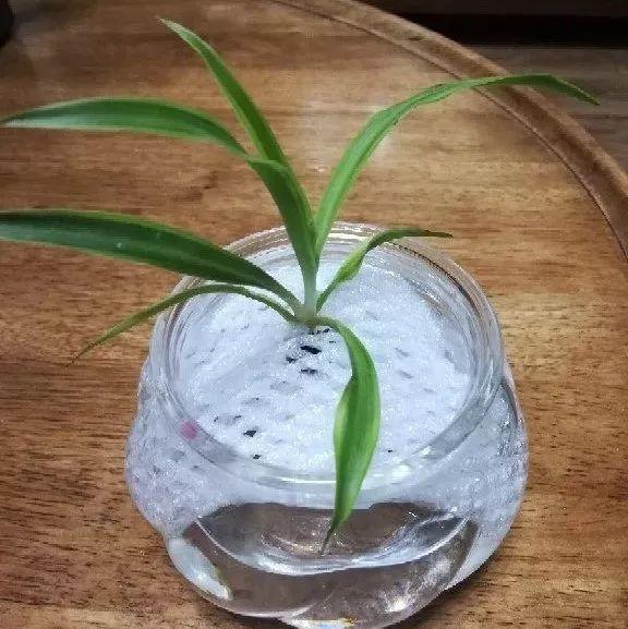 「水果」表麵這層皮，拿來養花真實用，以後別扔了！