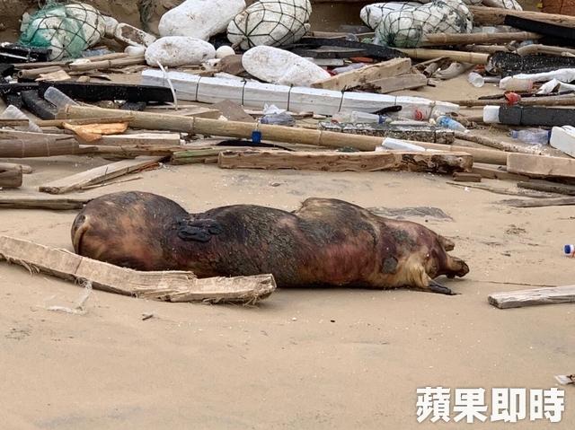 即日起至1月16日由金門攜帶豬肉品至台灣,最高開罰100萬元。資料照片