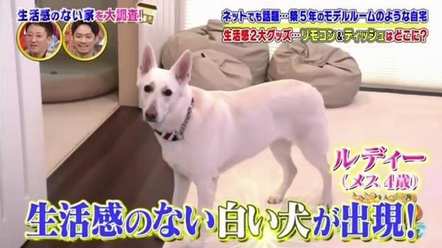 日本這戶人家買了一棟別墅住了5年一塵不染似樣板房！ 大部分人看了表示：受不了...