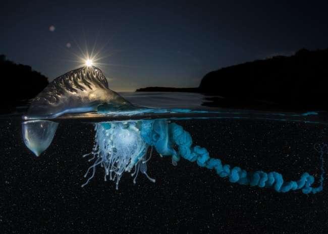 ▼夏日清晨,一只葡萄牙僧帽水母正向海滩靠近.